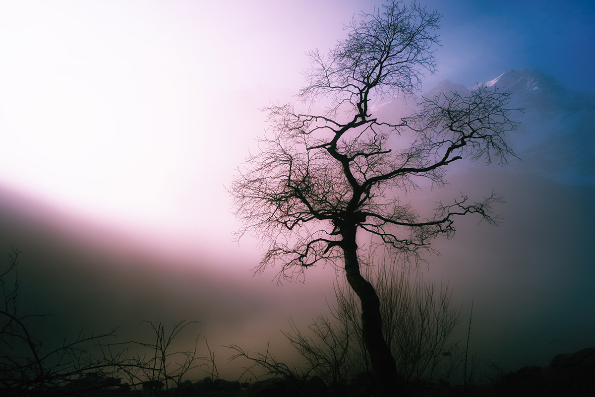 Landschaftsfotografie von einem Baum bei nebeligem Wetter vor der Zugspitze am Eibsee
